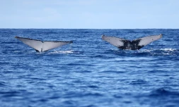 Baleines 