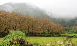 forêt de bébour bélouve 