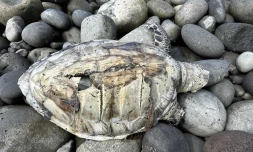 Bras-Panon : une tortue retrouvée échouée, tuée par l'hélice d'un navire