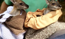 La Réunion au secours des bébés kangourous avec des pochons