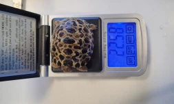 Baptème des tortues de Kélonia