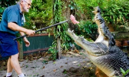 Cette photo fournie par Marineland Melanesia a été prise le 19 mai 2010. Elle montre George J. Craig nourrissant le crocodile Cassius.