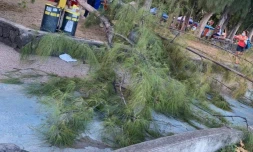 Vandalisme à Saint-Leu : un arbre abattu sur le front de mer