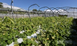 nicole lebon agricultrice 3 mois apres le passage du cyclone  Garance 