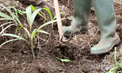 plantation 500 arbres ALEFPA Département 
