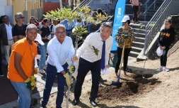 Arbres plantés par le département à saint-paul