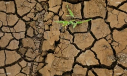 Sécheresse 