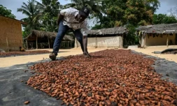 Un producteur de cacao fait sécher des fÚves au soleil à Betykro, à 20 kilomÚtres de Guiglo, en CÎte d'Ivoire le 16 janvier 2026 ( AFP / Sia KAMBOU )