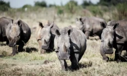 Des rhinocéros blancs sauvages dans un endroit tenu secret dans la province du Nord-Ouest de l'Afrique du Sud, le 2 avril 2023 ( AFP / Luca Sola )