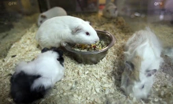 Animaux