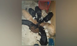 Sainte-Clotilde : 15 chiots torturés ont été récupérés