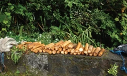 Trois braconniers présumés de palmistes rouges devant la justice