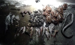 20kg de poissons saisis