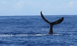 baleines 
