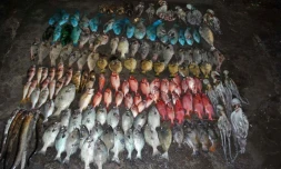  braconnage dans le lagon 