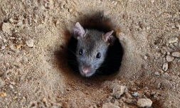 Rats