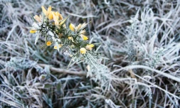 Givre plaine des cafres 