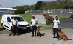 Explosifs et colis suspects : exercice cynophile à l'aéroport Roland Garros