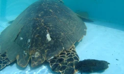 Victoria libérée de ses cinq hameçons