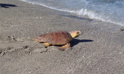 Journée mondiale de la tortue