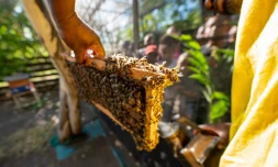 200 personnes ont découvert le rucher municipal du Port