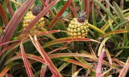 Plantation ananas 