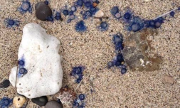 Porpite, Hermitage, Animal marin, urticant, piqûre