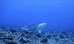 Requins amoureux