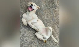 Incendie à Sainte-Marie : à la recherche d'une famille d'accueil pour le chien de la famille