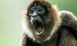 Un singe-araignée dans un parc zoologique à San José, au Costa Rica, le 27 avril 2024 ( AFP / Ezequiel BECERRA )