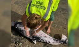 Trou d'eau : le cadavre d'un cachalot nain retrouvé sur la plage [?]