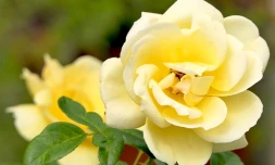 Fleurs