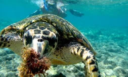 Tortues de retour dans les lagons