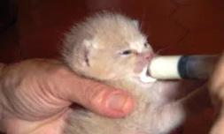 Une cagnotte pour venir en aide aux chatons