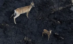 Un biche et son faon au milieu d'une forĂȘt brĂ»lĂ©e en Nouvelle-Ecosse, province canadienne peu habituĂ©e aux feux, le 22 juin 2023 ( Nova Scotia Government / Handout )