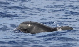 Saint-Gilles : observation rare de globicéphales à La Réunion