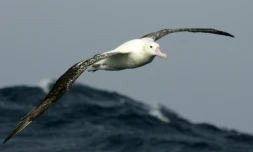 Des albatros "espions" pour traquer les braconniers