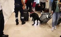 chiens douane