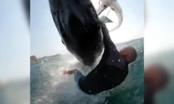 Australie : un kite-surfeur percuté de plein fouet par une baleine