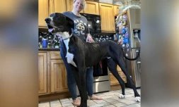 Kévin, le nouveau chien le plus grand du monde, mesure prÚs d'un mÚtre de haut