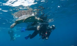 Les images de la remise à l\'eau de la tortue Miti.