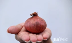 pénurie sur les oignons