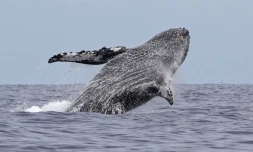 Les baleines font toujours le show Ă  Saint-Gilles