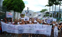 Ils manifestent pour une stérilisation massive