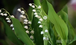 muguet 