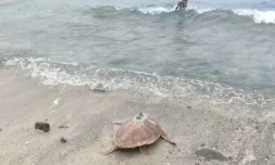 Kélonia : la tortue Cassandre a retrouvé l'océan