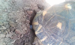 Oeufs pondus par une tortue radiata à Pâques