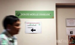 moelle osseuse 