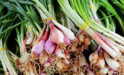 reportage légumes et fruits 