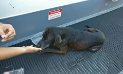 Rescue sauvé en plein mer